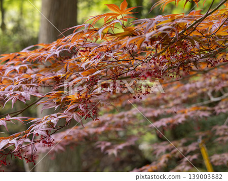 Red flowers blooming on a maple tree Red flowers blooming on a maple tree 139003882