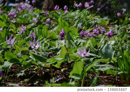 Satoyama fairy 139003887