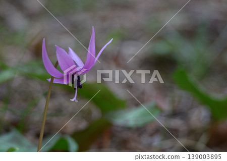 Satoyama fairy 139003895