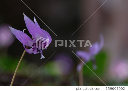 Satoyama fairy Satoyama fairy 139003902