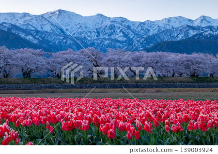 朝日船川的清晨：鬱金香、櫻花和白雪皚皚的阿爾卑斯山。 139003924