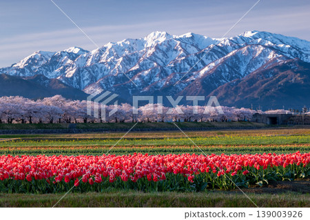 清晨，可以看到北阿爾卑斯山脈、櫻花和鬱金香沿著朝日船川盛開的景色。 139003926