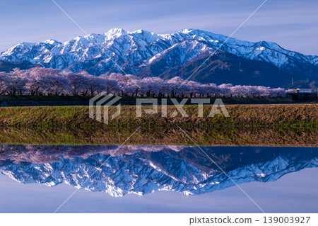 清晨，白雪皚皚的阿爾卑斯山倒映在櫻花樹上。 139003927