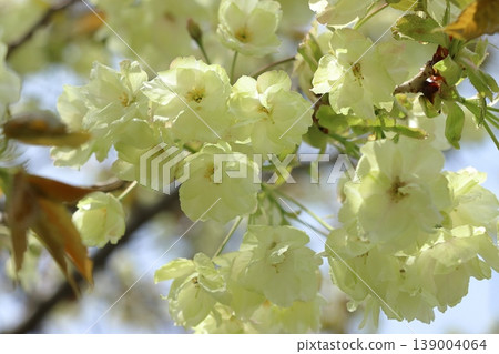 右近櫻花盛開。右近櫻花，花瓣翠綠。 139004064