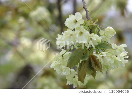 Ukon cherry blossoms in full bloom. Ukon cherry blossoms with green flowers. Ukon cherry blossoms in full bloom. Ukon cherry blossoms with green flowers. 139004066