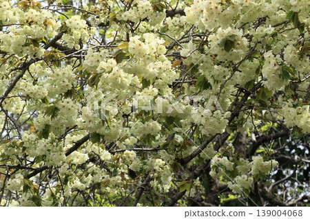 Ukon cherry blossoms in full bloom. Ukon cherry blossoms with green flowers. Ukon cherry blossoms in full bloom. Ukon cherry blossoms with green flowers. 139004068