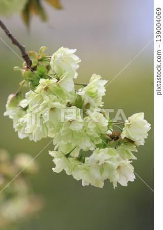 Ukon cherry blossoms in full bloom. Ukon cherry blossoms with green flowers. Ukon cherry blossoms in full bloom. Ukon cherry blossoms with green flowers. 139004069