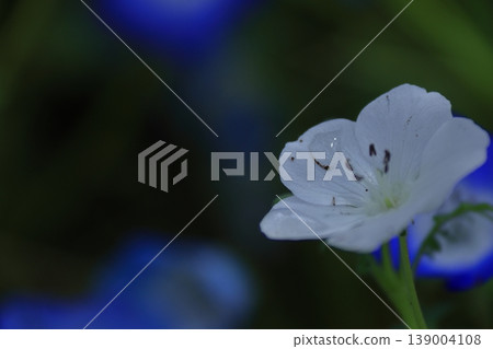 Refreshing sky blue flowers 139004108