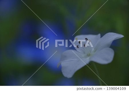 清新的天藍色花朵 清新的天藍色花朵 139004109