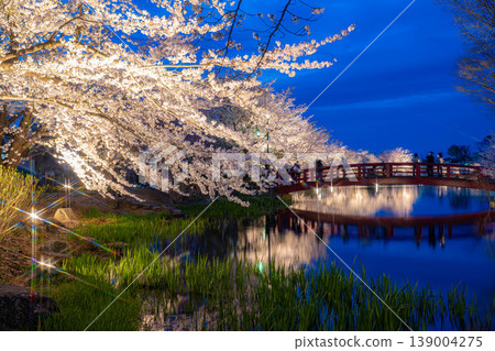 【櫻花美景】夜幕降臨,長野縣加留公園的櫻花在燈光的襯托下熠熠生輝。 【櫻花美景】夜幕降臨,長野縣加留公園的櫻花在燈光的襯托下熠熠生輝。 139004275
