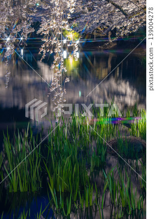 [Cherry Blossom Footage] Illuminated cherry blossoms at Garyu Park at night [Nagano Prefecture] 139004278