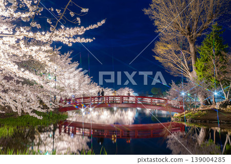 【櫻花美景】夜幕降臨,長野縣加留公園的櫻花在燈光的襯托下熠熠生輝。 【櫻花美景】夜幕降臨,長野縣加留公園的櫻花在燈光的襯托下熠熠生輝。 139004285