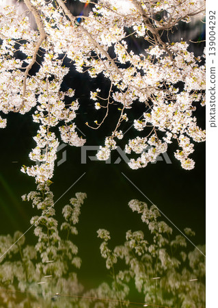 【櫻花美景】夜幕降臨，長野縣加留公園的櫻花在燈光的襯托下熠熠生輝。 139004292