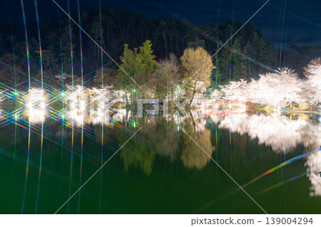 【櫻花美景】夜幕降臨，長野縣加留公園的櫻花在燈光的襯托下熠熠生輝。 139004294