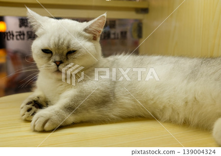 Close-up of a fluffy white cat in the cage of the pet shop. Animal and domestic pet concept. Pet scene. 139004324