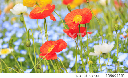 Landscape with nemophila 139004361