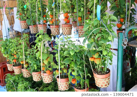 淺草鈴木市 139004471