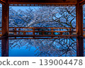 藍調時刻，三井寺賞月台的櫻花盛開。 139004478