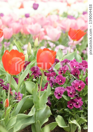 Fluffy red tulips blooming in the spring flowerbed Fluffy red tulips blooming in the spring flowerbed 139004488