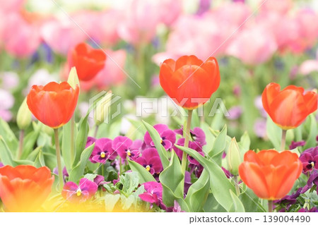 Fluffy red tulips blooming in the spring flowerbed Fluffy red tulips blooming in the spring flowerbed 139004490