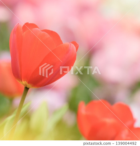 Fluffy red tulips blooming in the spring flowerbed Fluffy red tulips blooming in the spring flowerbed 139004492