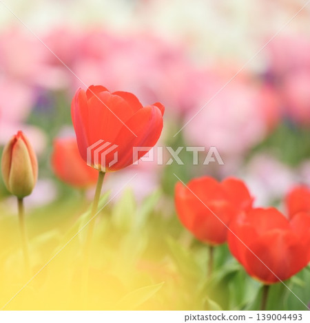 Fluffy red tulips blooming in the spring flowerbed Fluffy red tulips blooming in the spring flowerbed 139004493
