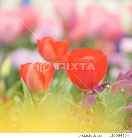 Fluffy red tulips blooming in the spring flowerbed Fluffy red tulips blooming in the spring flowerbed 139004494