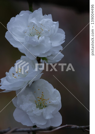 Flowers to decorate the Doll's Festival Flowers to decorate the Doll's Festival 139004496