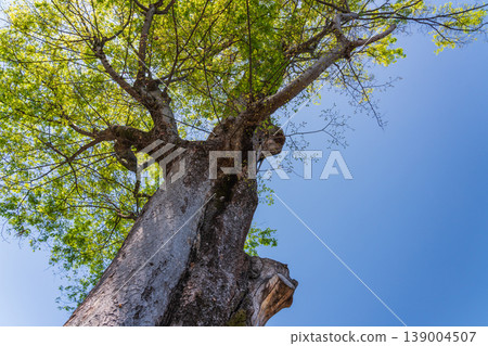 Springtime in the background of an old tree against a blue sky 139004507