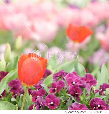 Fluffy red tulips blooming in the spring flowerbed Fluffy red tulips blooming in the spring flowerbed 139004535