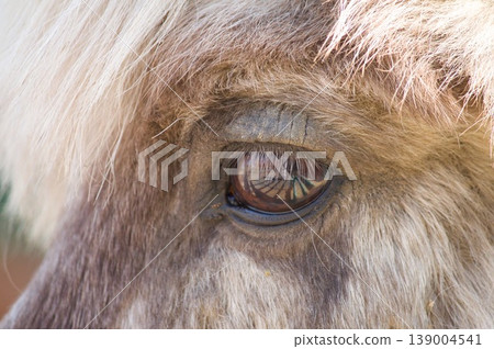 小馬的眼睛 小馬的眼睛 139004541