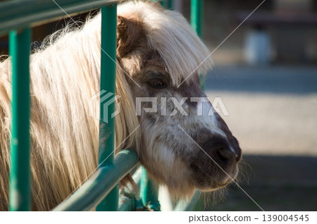 pony, horse, animal 139004545