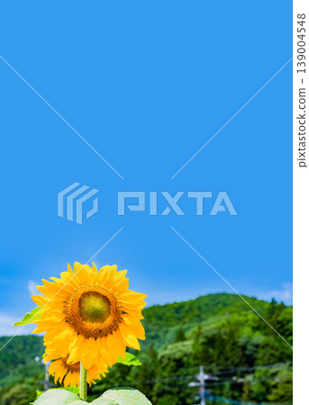 Sunflowers, blue sky, and mountains [Image of summer and summer vacation] 139004548