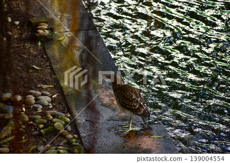 Black-crowned Night Heron in the park, garden. The scene of Black-crowned Night Heron in Kowloon Park, Hong Kong. Cityscape and nature scene. Animals concept. Black-crowned Night Heron in the park, garden. The scene of Black-crowned Night Heron in Kowloon Park, Hong Kong. Cityscape and nature scene. Animals concept. 139004554