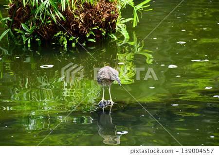 Black-crowned Night Heron in the park, garden. The scene of Black-crowned Night Heron in Kowloon Park, Hong Kong. Cityscape and nature scene. Animals concept. Black-crowned Night Heron in the park, garden. The scene of Black-crowned Night Heron in Kowloon Park, Hong Kong. Cityscape and nature scene. Animals concept. 139004557