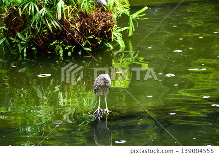 Black-crowned Night Heron in the park, garden. The scene of Black-crowned Night Heron in Kowloon Park, Hong Kong. Cityscape and nature scene. Animals concept. Black-crowned Night Heron in the park, garden. The scene of Black-crowned Night Heron in Kowloon Park, Hong Kong. Cityscape and nature scene. Animals concept. 139004558