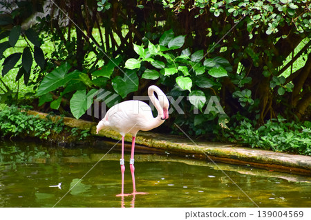Greater Flamingo in the park, garden. The scene of Flamingos in Kowloon Park, Hong Kong. Pink flamingos rests in the shallow water of a pond in a lush green city park. Cityscape, nature and Animals sc Greater Flamingo in the park, garden. The scene of Flamingos in Kowloon Park, Hong Kong. Pink flamingos rests in the shallow water of a pond in a lush green city park. Cityscape, nature and Animals sc 139004569