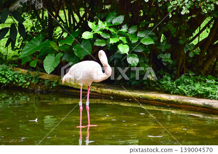 Greater Flamingo in the park, garden. The scene of Flamingos in Kowloon Park, Hong Kong. Pink flamingos rests in the shallow water of a pond in a lush green city park. Cityscape, nature and Animals sc Greater Flamingo in the park, garden. The scene of Flamingos in Kowloon Park, Hong Kong. Pink flamingos rests in the shallow water of a pond in a lush green city park. Cityscape, nature and Animals sc 139004570