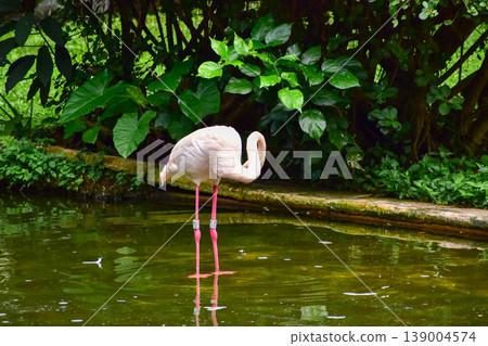 Greater Flamingo in the park, garden. The scene of Flamingos in Kowloon Park, Hong Kong. Pink flamingos rests in the shallow water of a pond in a lush green city park. Cityscape, nature and Animals sc Greater Flamingo in the park, garden. The scene of Flamingos in Kowloon Park, Hong Kong. Pink flamingos rests in the shallow water of a pond in a lush green city park. Cityscape, nature and Animals sc 139004574