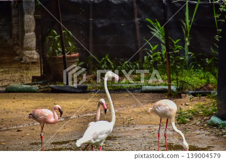 Greater Flamingo in the park, garden. The scene of Flamingos in Kowloon Park, Hong Kong. Pink flamingos rests in the shallow water of a pond in a lush green city park. Cityscape, nature and Animals sc 139004579