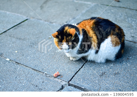 Close-up of a wild cat standing on the street. Animal and city concept. Cityscape and animal or pet scene. Close-up of a wild cat standing on the street. Animal and city concept. Cityscape and animal or pet scene. 139004595