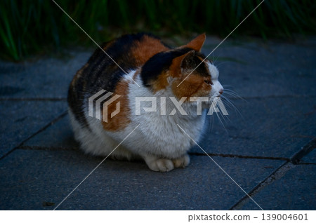 Close-up of a wild cat standing on the street. Animal and city concept. Cityscape and animal or pet scene. Close-up of a wild cat standing on the street. Animal and city concept. Cityscape and animal or pet scene. 139004601
