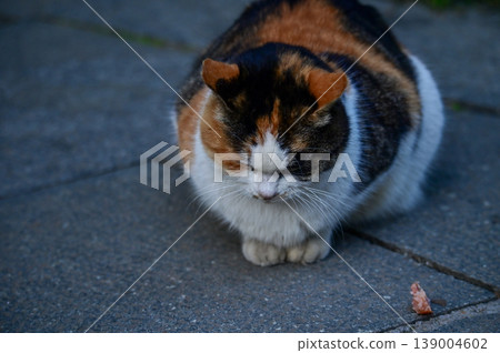 Close-up of a wild cat standing on the street. Animal and city concept. Cityscape and animal or pet scene. Close-up of a wild cat standing on the street. Animal and city concept. Cityscape and animal or pet scene. 139004602