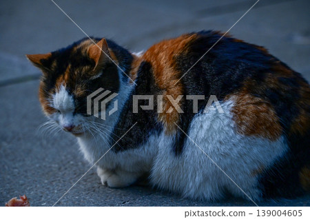 Close-up of a wild cat standing on the street. Animal and city concept. Cityscape and animal or pet scene. Close-up of a wild cat standing on the street. Animal and city concept. Cityscape and animal or pet scene. 139004605