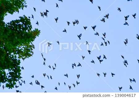 Flock of birds flying in the blue sky. Bird watching. Nature and wild animals scene. 139004617