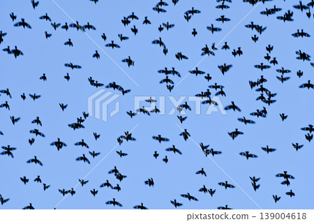 Flock of birds flying in the blue sky. Bird watching. Nature and wild animals scene. Flock of birds flying in the blue sky. Bird watching. Nature and wild animals scene. 139004618