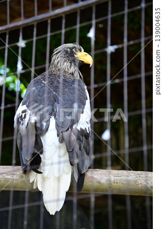 Haliaeetus Pelagicus in a zoo. Steller's sea eagle caged. Birdwatching in zoo. Nature and animal concept. 139004635