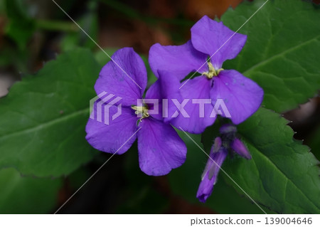 A field of purple flowers 139004646