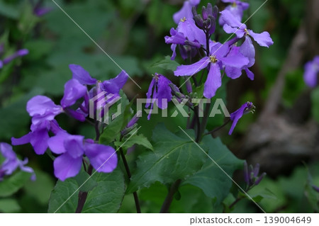 A field of purple flowers 139004649
