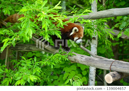 Red panda (Ailurus fulgens) in the tree at zoo. Animal and nature concept. Red panda (Ailurus fulgens) in the tree at zoo. Animal and nature concept. 139004657